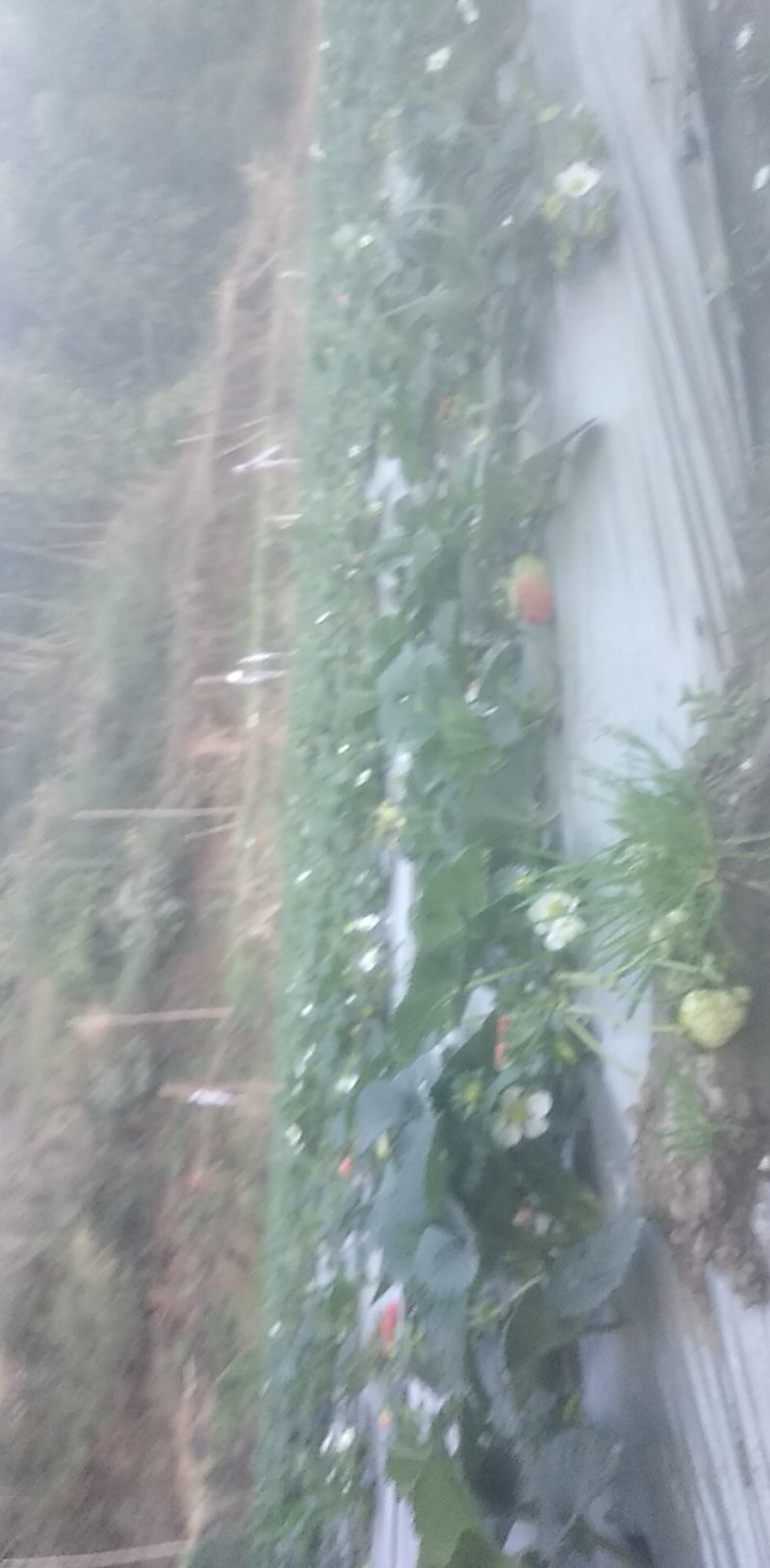 二代苗