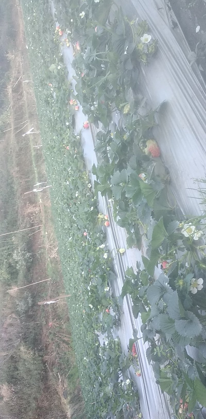 二代苗