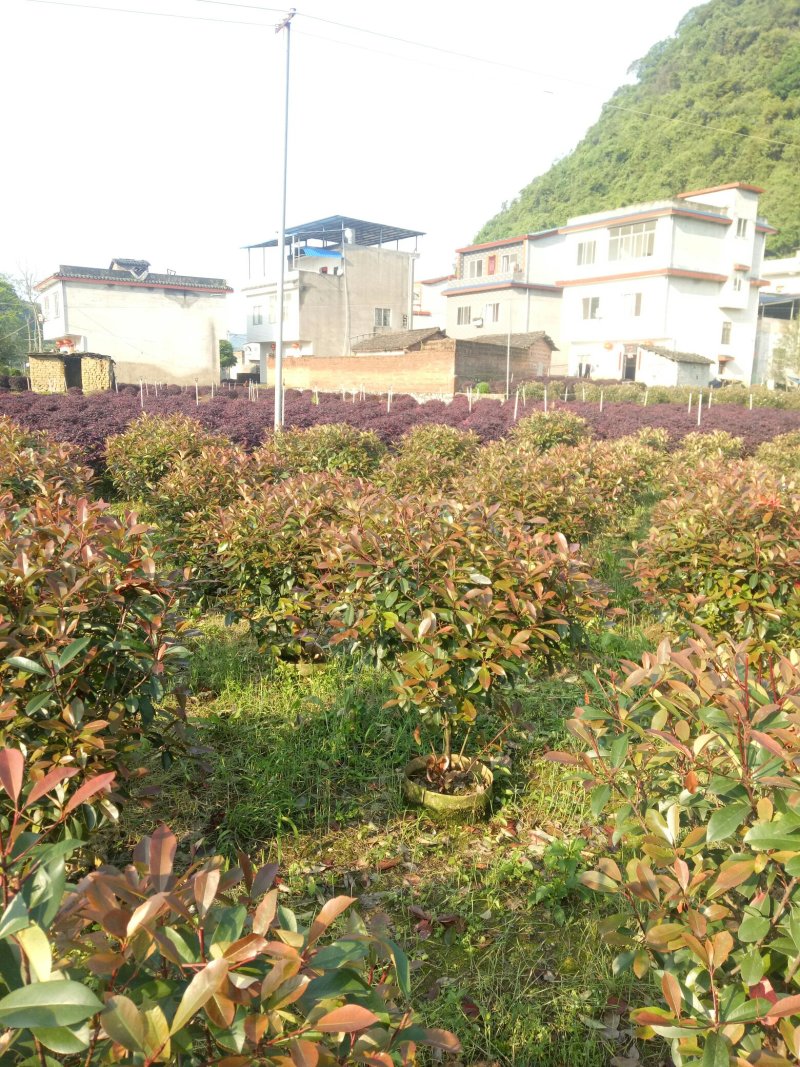 红叶石楠(80冠1米高)