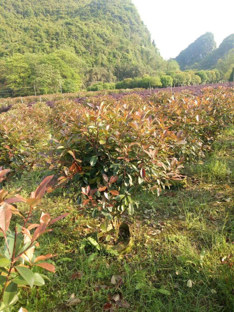 红叶石楠(80冠1米高)