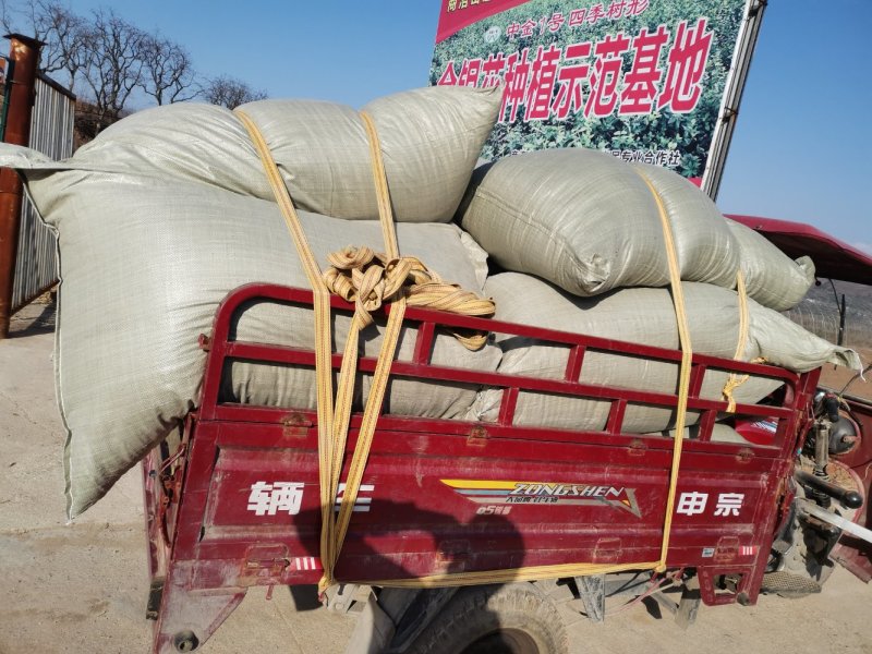 高含量带皮桔梗干个子，干桔梗，桔梗个，水洗皮干桔梗