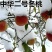 新冬桃品种，香雪冬桃，嫁接桃树苗当年结果，极晚熟冬桃苗
