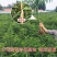新冬桃品种，香雪冬桃，嫁接桃树苗当年结果，极晚熟冬桃苗