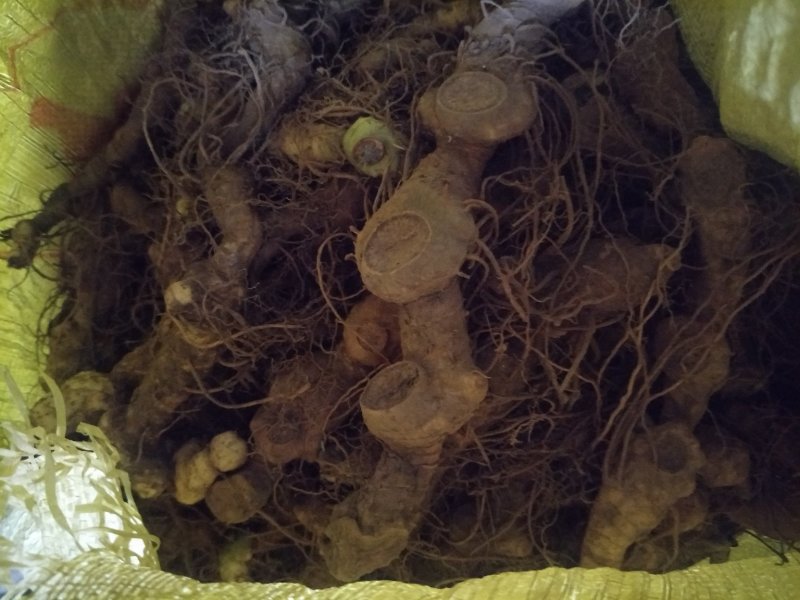 黄精种茎多花倒苗姜型黄精