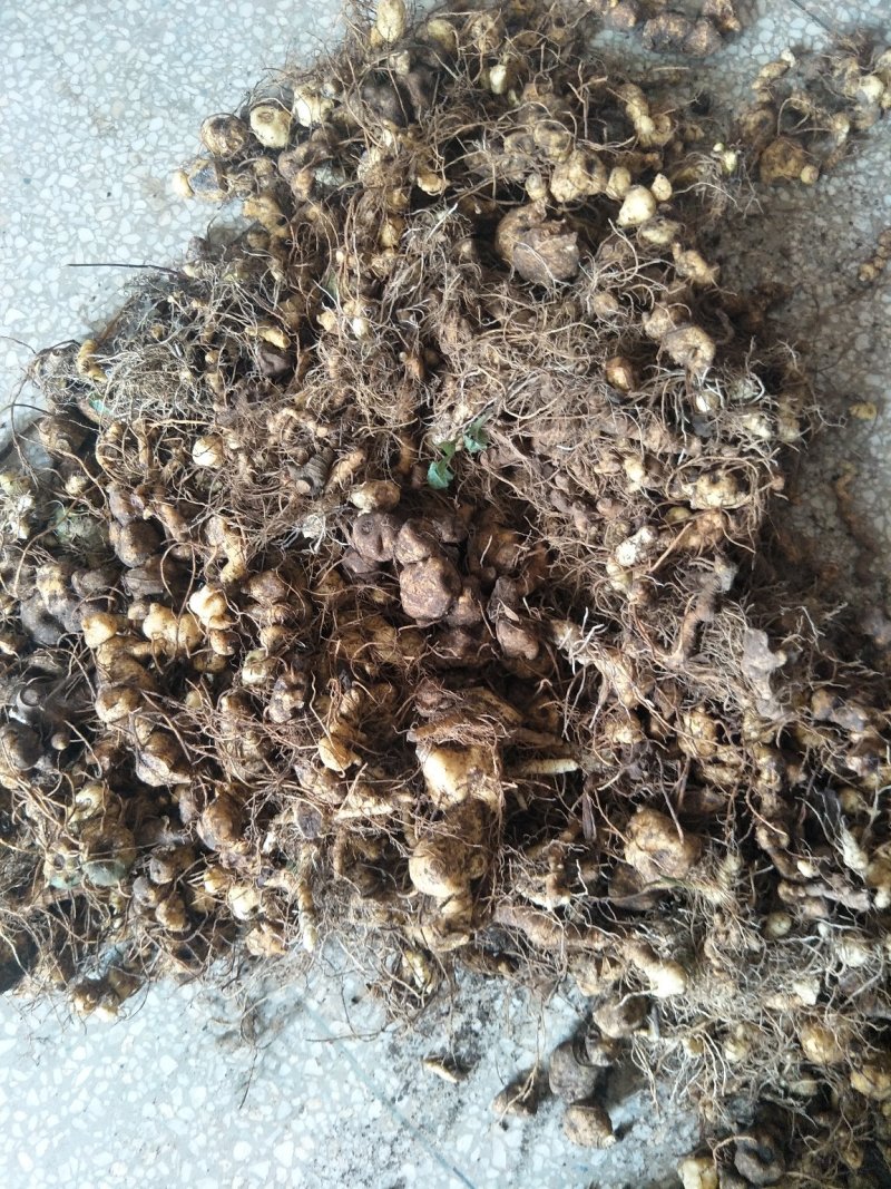 黄精种茎多花倒苗姜型黄精