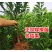 嫁接风味玫瑰李子树苗5月下旬成熟早熟红心李苗北南方种