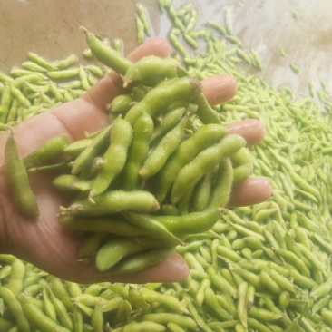 小毛豆