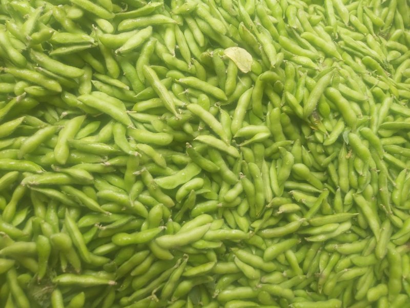 小毛豆