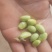 小毛豆
