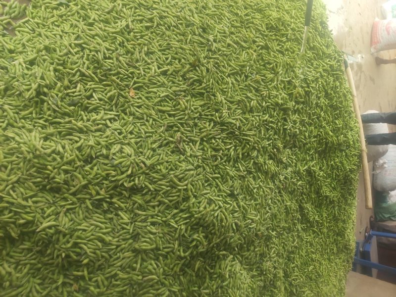 小毛豆