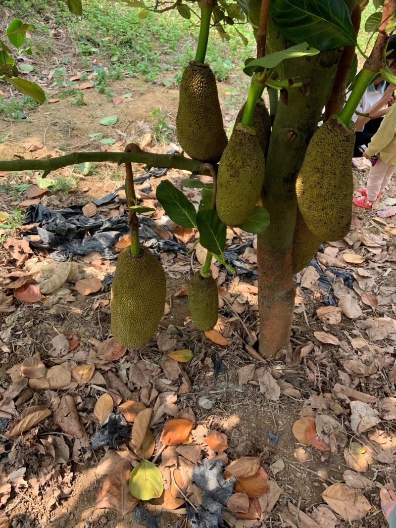 马来西亚一号菠萝蜜