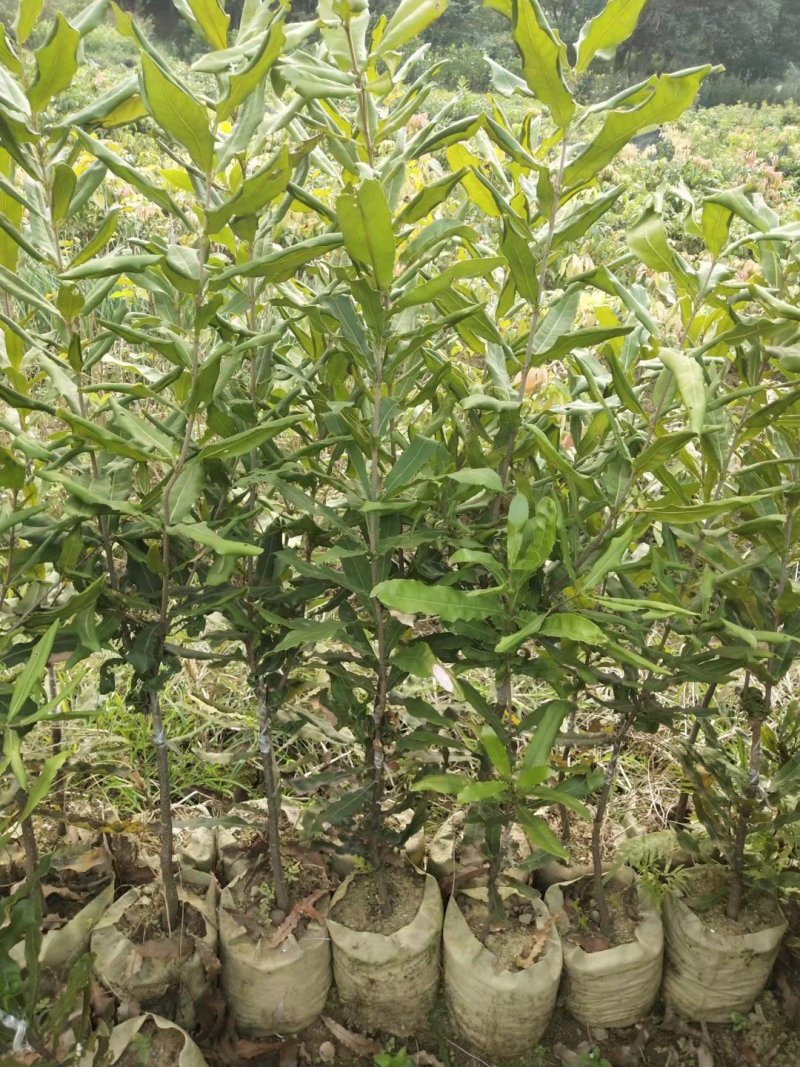 现挖现发坚果树苗澳洲坚果苗坚果苗澳洲坚果苗