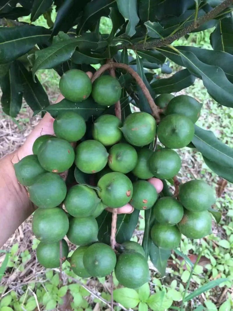 现挖现发坚果树苗澳洲坚果苗坚果苗澳洲坚果苗