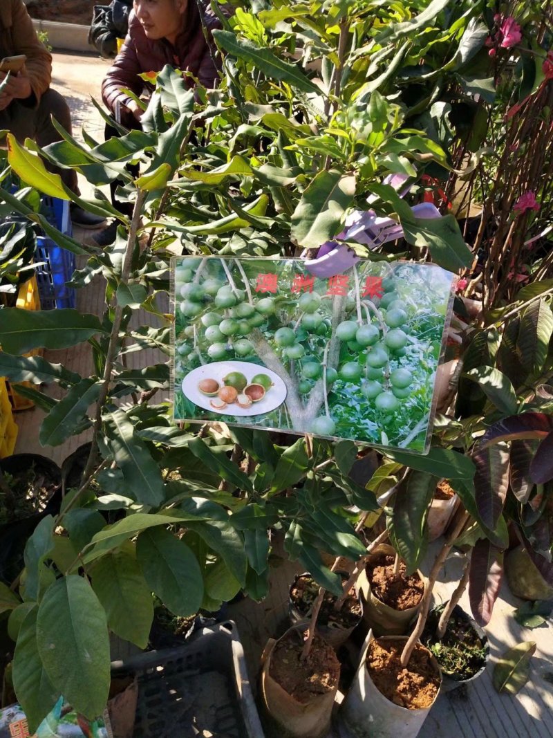 现挖现发坚果树苗澳洲坚果苗坚果苗澳洲坚果苗
