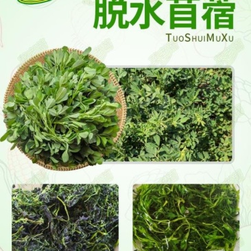 速冻脱水干苜蓿做馅做菜用包子菜团子做馅批发价