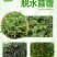 速冻脱水干苜蓿做馅做菜用包子菜团子做馅批发价