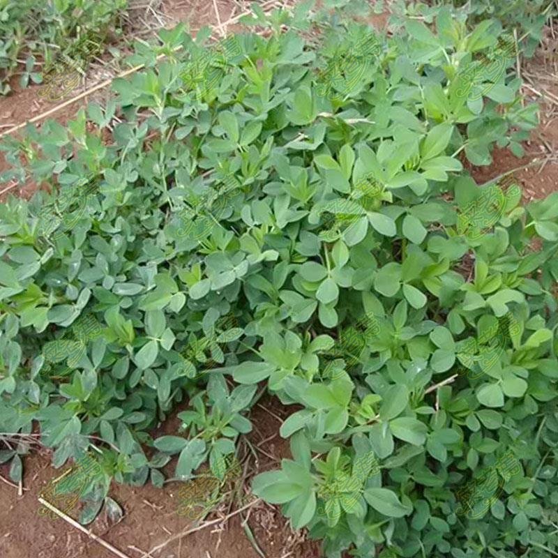 速冻脱水干苜蓿做馅做菜用包子菜团子做馅批发价