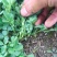 速冻脱水干苜蓿做馅做菜用包子菜团子做馅批发价