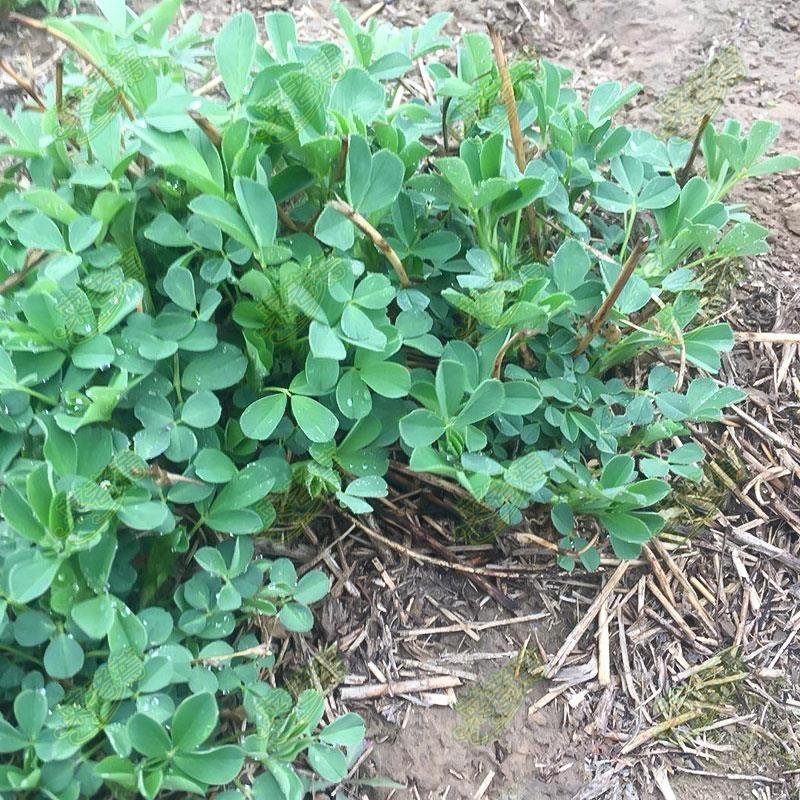 速冻脱水干苜蓿做馅做菜用包子菜团子做馅批发价