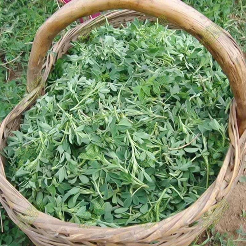 速冻脱水干苜蓿做馅做菜用包子菜团子做馅批发价