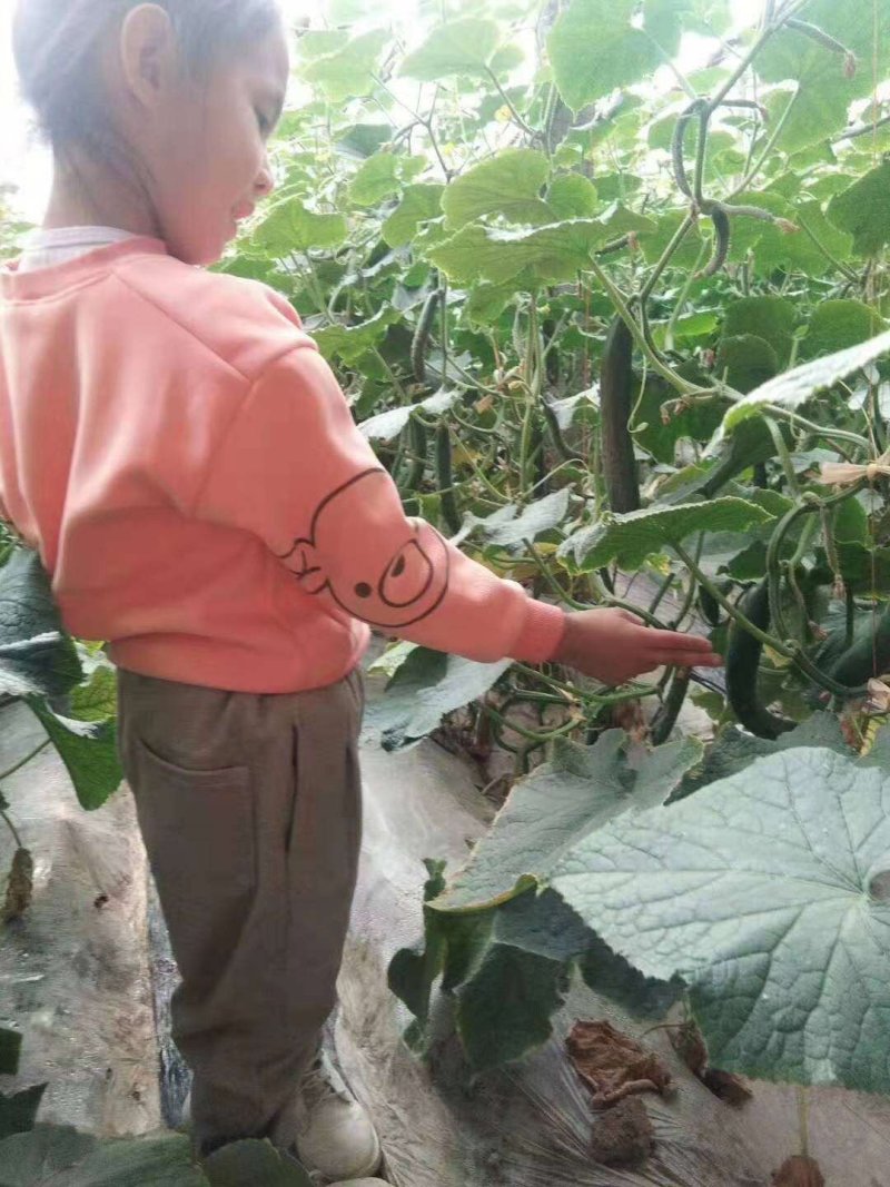 精品小黄瓜，旱黄瓜水果黄瓜现摘现发，保质保量，当天发货新鲜