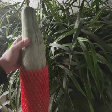 山东寿光羊角蜜甜瓜博羊系列，年初上市