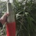 山东寿光羊角蜜甜瓜博羊系列，年初上市