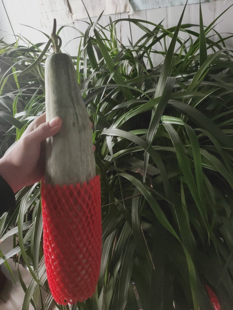 山东寿光羊角蜜甜瓜博羊系列，年初上市