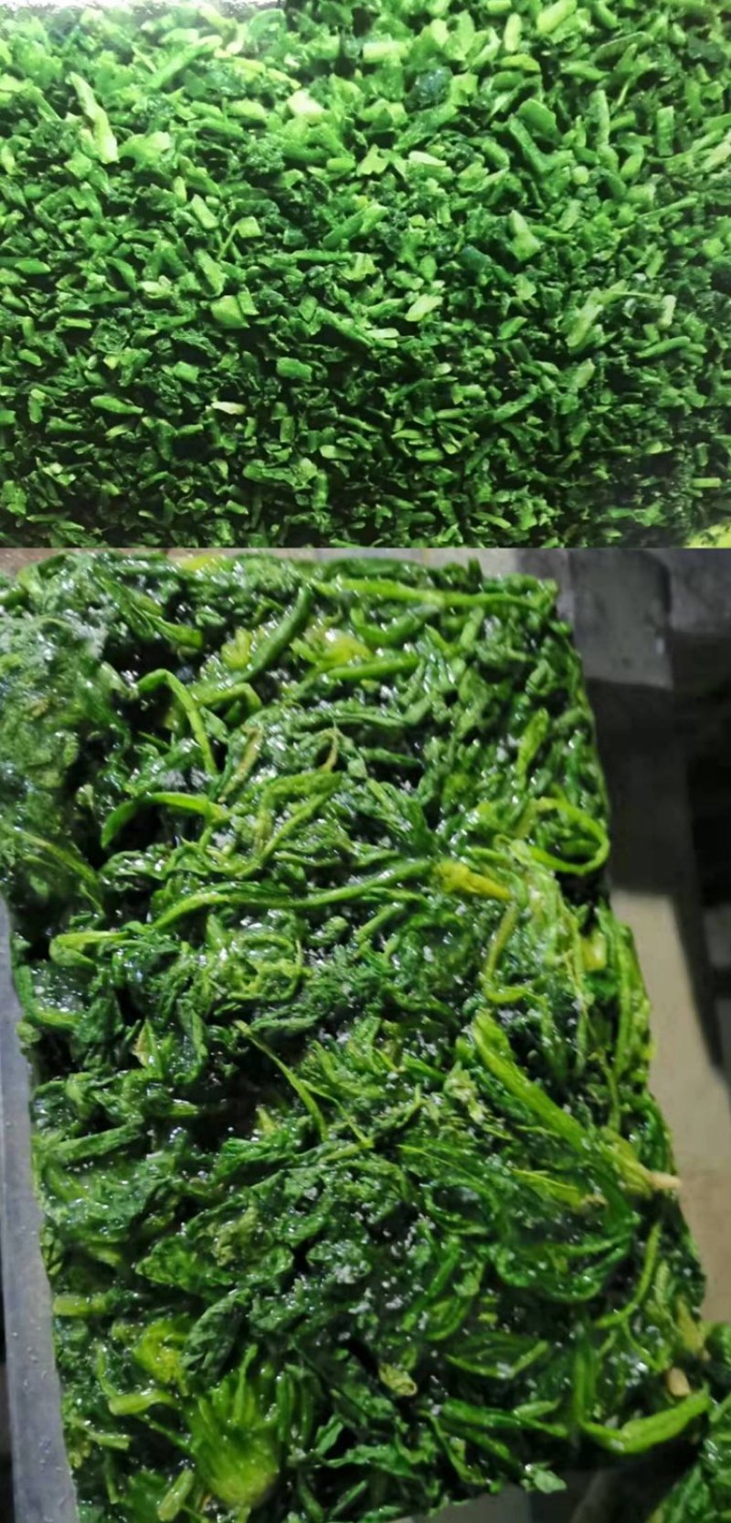 速冻荠菜冷冻新鲜野菜野菜荠菜馅馄饨饺子馅荠荠菜食材