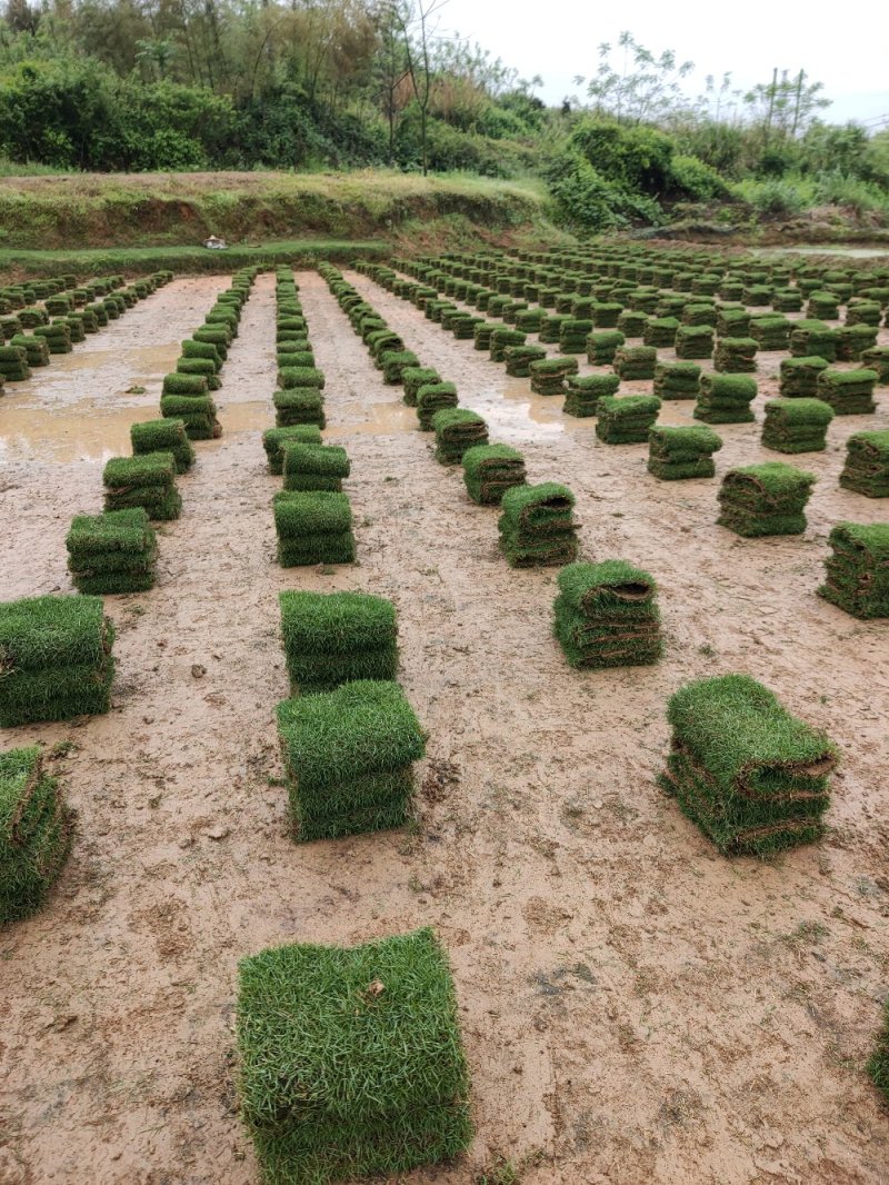 马尼拉草卷，草块，长年低价供应。