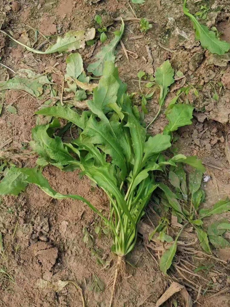 荠荠菜野菜冷冻野荠菜速冻荠菜馅饺子馄饨馅