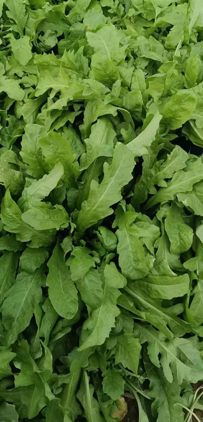 荠荠菜野菜冷冻野荠菜速冻荠菜馅饺子馄饨馅