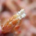 20对即食烤虾干新鲜干净味道鲜甜孕妇小孩补钙必备