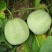 绿宝甜瓜，脆甜多汁抗运输，美容养颜，正宗甜瓜香