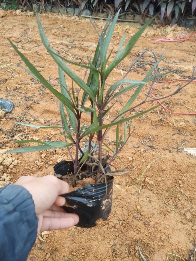 翠芦莉东莞紫花翠芦莉，粉花，大花，五斤七斤大量现货处理