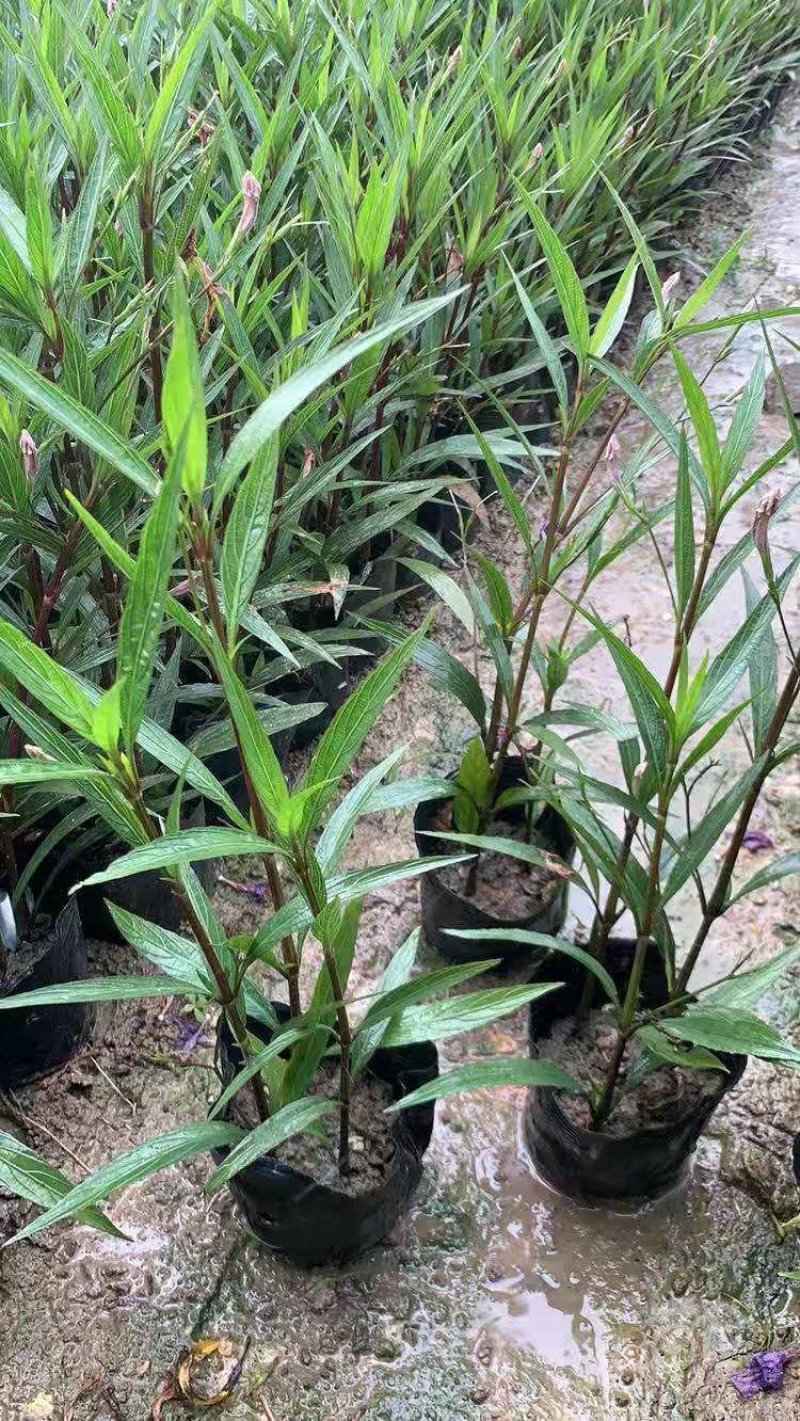 翠芦莉东莞紫花翠芦莉，粉花，大花，五斤七斤大量现货处理