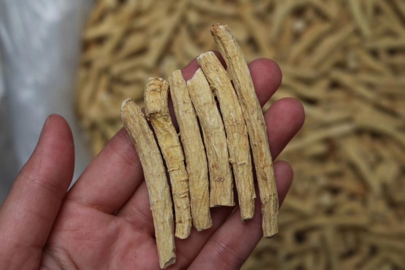 加拿大西洋参参节中号参结参味浓郁性价比高批发