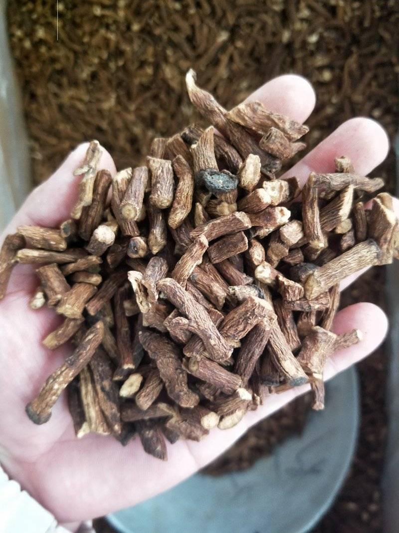蒲公英根东北野生特级选装精品5年大根保证质量无硫