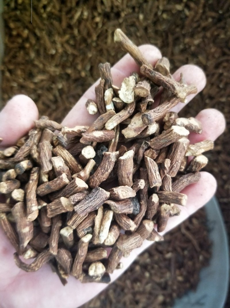 蒲公英根东北野生特级选装精品5年大根保证质量无硫