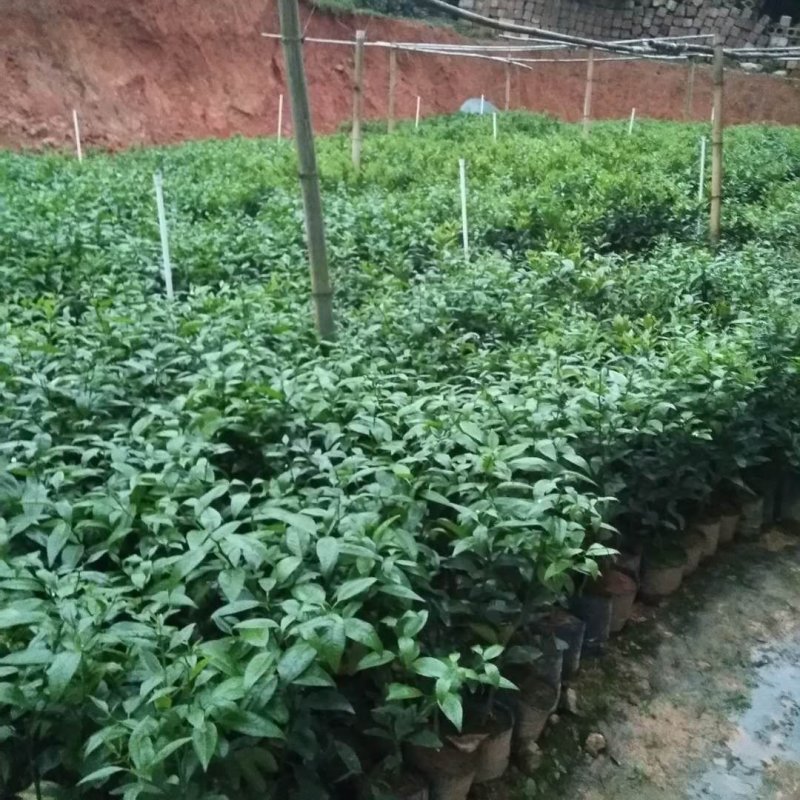 沃柑杯苗
