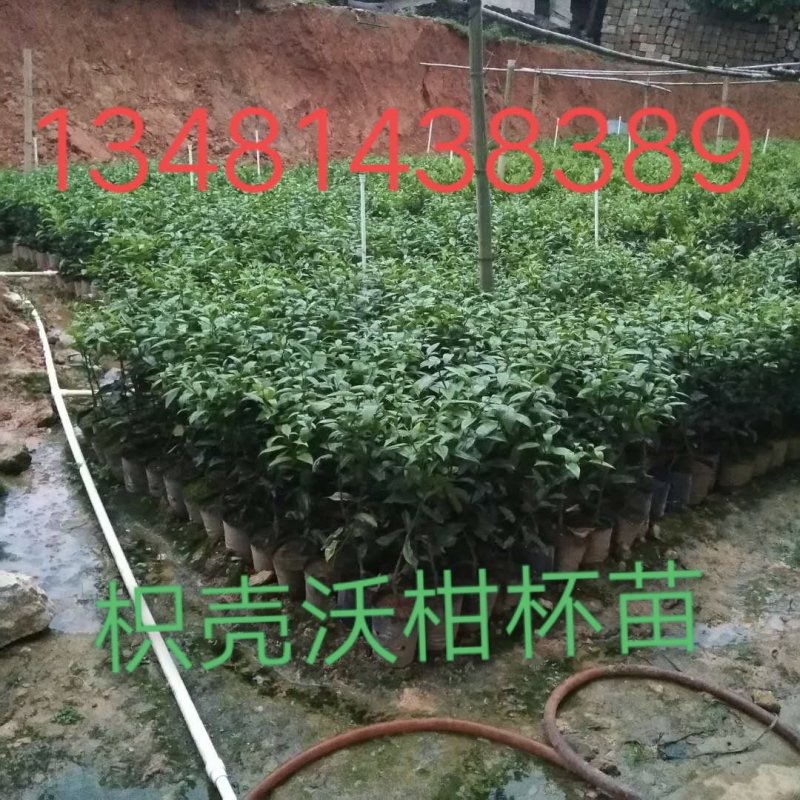 沃柑杯苗
