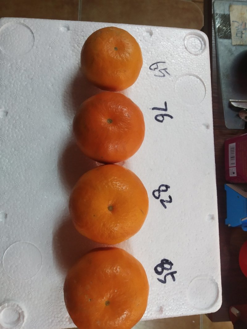 中国广西武鸣，富硒沃柑，皮毛光亮，运输耐储存