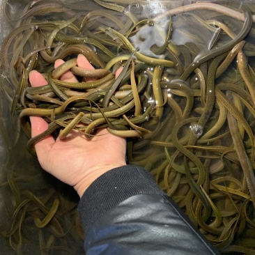 黄鳝苗正大9号，优质黄鳝苗，广东基地黄鳝苗批发，回收