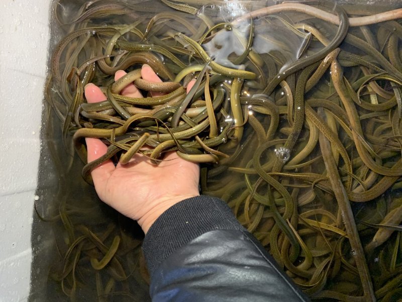 黄鳝苗正大9号，优质黄鳝苗，广东基地黄鳝苗批发，回收