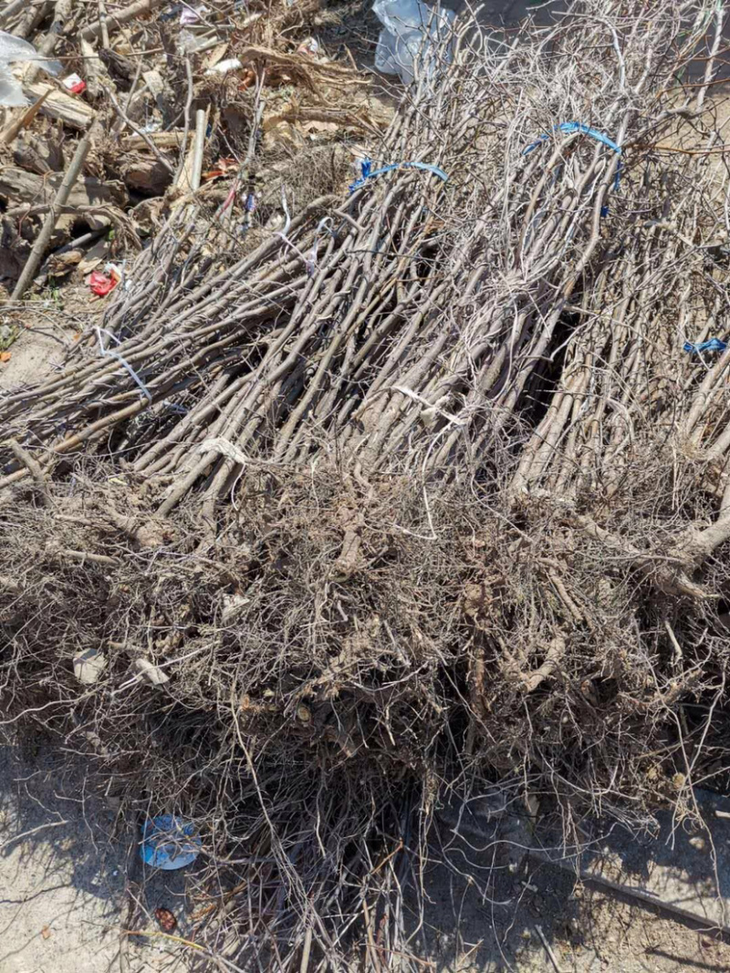 占地树苗小枣苗基地直供嫁接冬枣苗提供技术