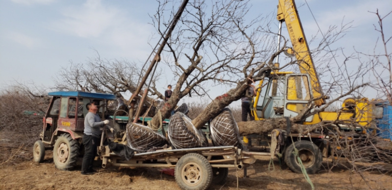占地树苗小枣苗基地直供嫁接冬枣苗提供技术