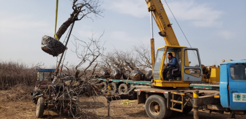 占地树苗小枣苗基地直供嫁接冬枣苗提供技术