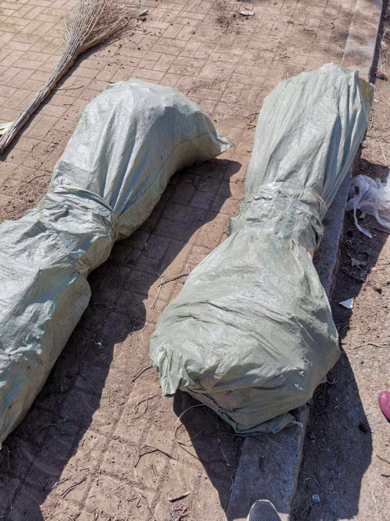 占地树苗小枣苗基地直供嫁接冬枣苗提供技术