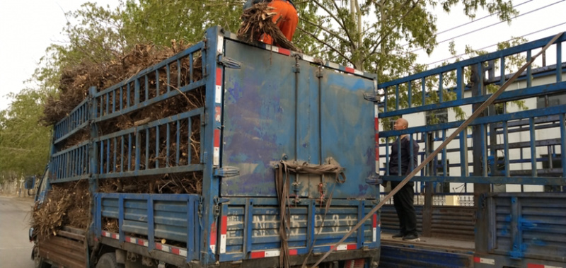占地树苗小枣苗基地直供嫁接冬枣苗提供技术