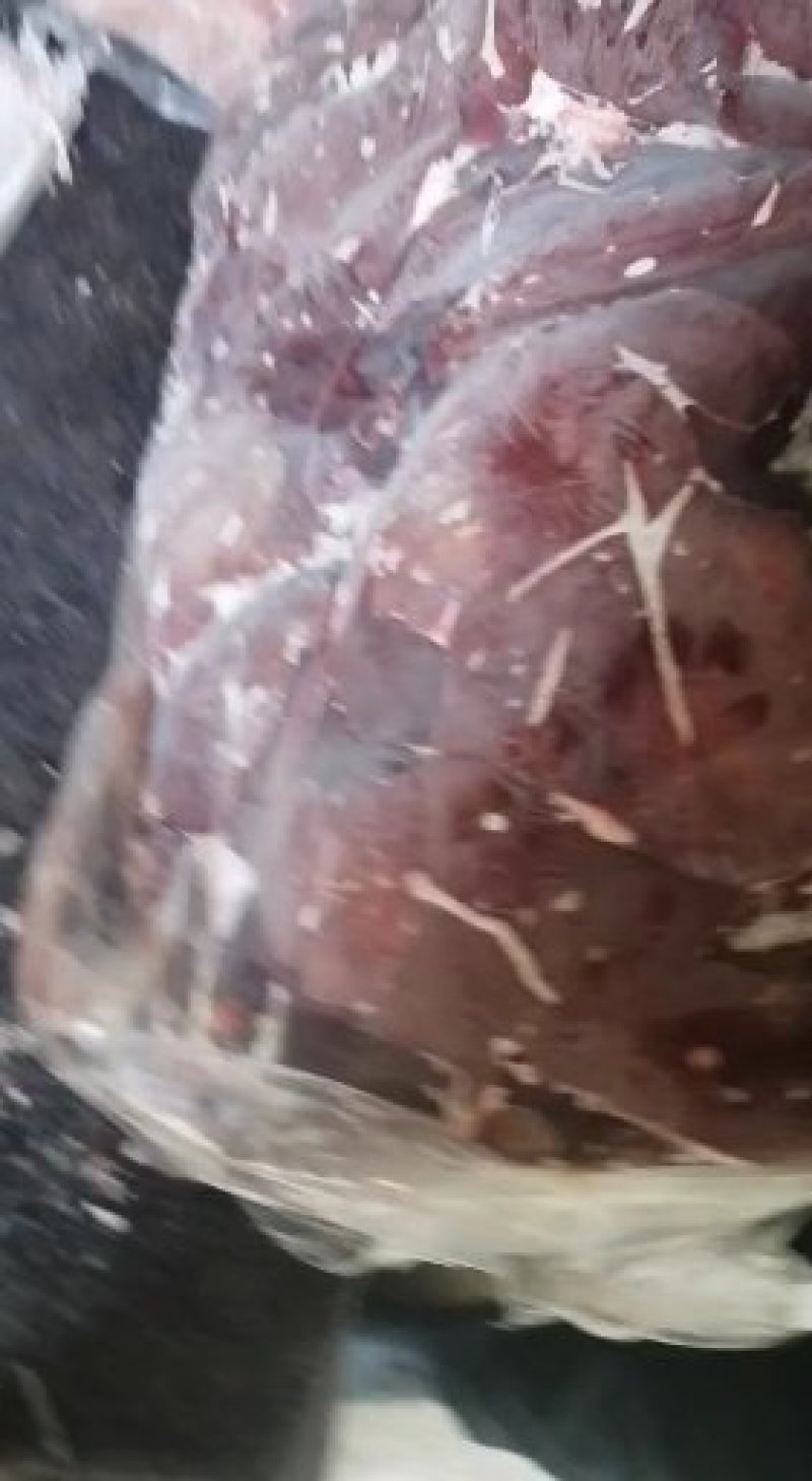 进口大猪肝，速冻猪肝，质量好
